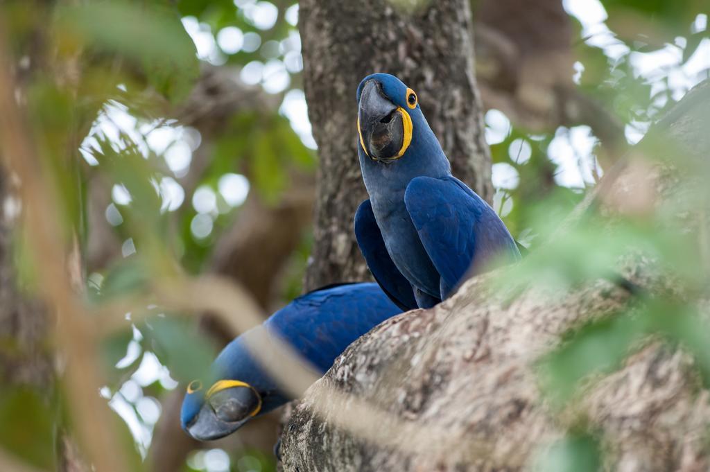 Pousada Araras Pantanal Eco Lodge Carvoalzinho Exteriér fotografie