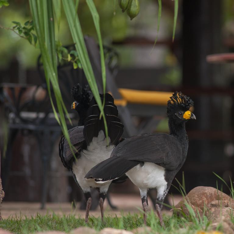Pousada Araras Pantanal Eco Lodge Carvoalzinho Exteriér fotografie
