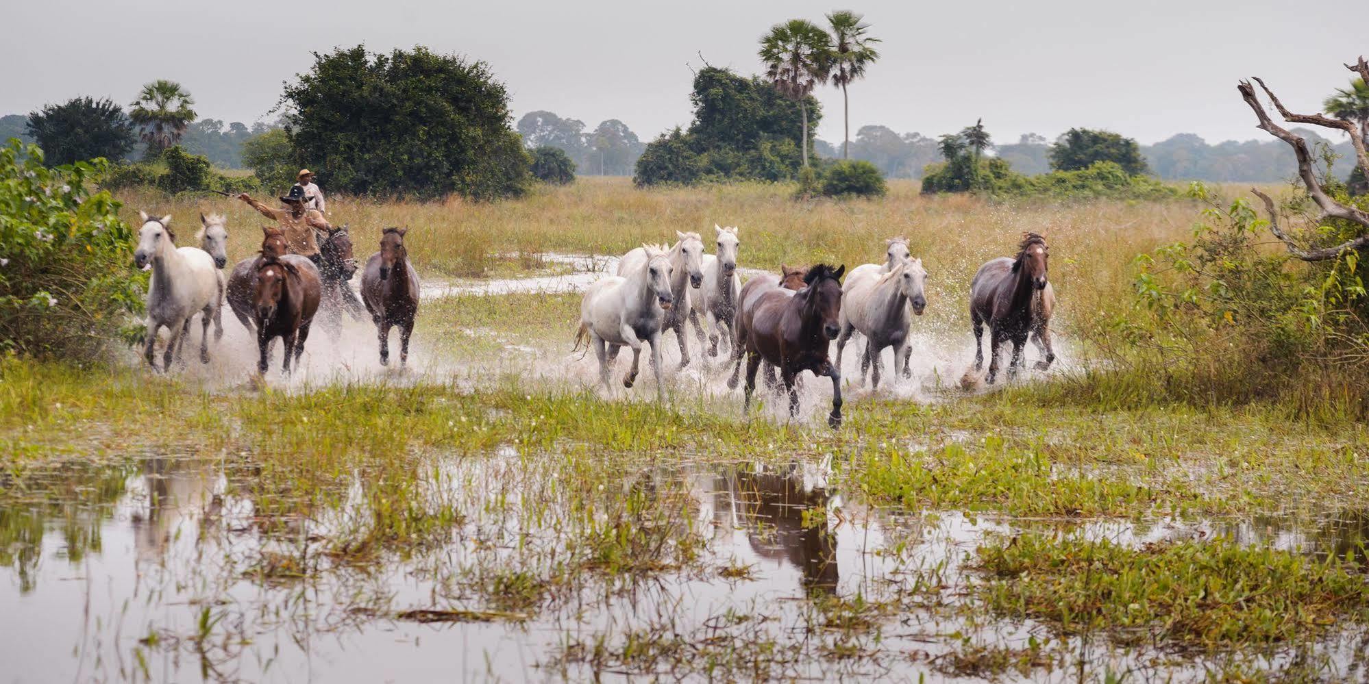 Pousada Araras Pantanal Eco Lodge Carvoalzinho Exteriér fotografie